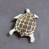 Native Zuni Antler Large Sea Turtle Fetish Carving by Ruben Najera C4669