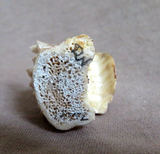 Native Zuni Antler Mini Bear Duo Emerging from Den Fetish by Ruben Najera C4555