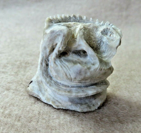 Native Zuni Amazing Antler Iguana Lizard Fetish Carving by Lewis Malie   C3958