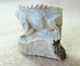 Native Zuni Amazing Antler Iguana Lizard Fetish Carving by Lewis Malie   C3958