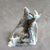 Native Zuni Large Antler Eagle Fetish Carving by Ruben Najera C4226