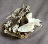 Native Zuni Large Antler Eagle Duo Fetish Carving by Ruben Najera C4507
