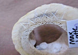 Native Zuni Museum Quality Antler Bear Family Ring Fetish by Maxx Laate  - C1754