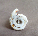 Native Zuni Shell Tableta Maiden Carving Fetish  By Carl Etsate C4583