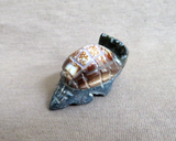 Zuni Black Marble & Shell Armadillo Fetish Carving by Darrin Boone  C4504