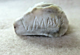 Native Zuni Amazing Antler Iguana Lizard Fetish Carving by Lewis Malie   C3958