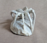Native Zuni Antler Spider Fetish Carving by Lewis Malie - C4970