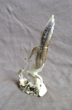 Amazing Native Zuni Antler Heron Trio Fetish Carving by Ruben Najera C4694