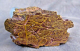 Zuni Museum Quality Fossilized  Stone/Shell Wizard by Derrick Kaamase C3996