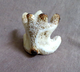Native Zuni Antler Huggie Bear Fetish Carving by Ruben Najera C4364
