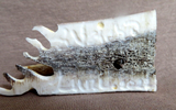 Native Zuni Antler Adorable Mini Dog Family Fetish Carving by Ruben Najera C4129