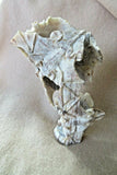 Native Zuni X Large Antler 6 Bats in Flight Fetish carving by Lewis Malie  C1208
