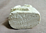 Native Zuni Fossilized Stone Lizard Fetish Carving by Scott Garnaat C3810