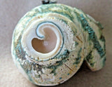 Native Zuni Green Snail Shell Tablita Maiden Fetish by Brandon Phillips C3969