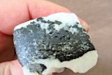 Zuni Museum Quality Zebra Marble Buffalo & Bear Clan Fetish by Herb Him Sr. 2858