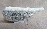 Adorable Native Zuni Shell Mouse Fetish Carving by Ruben Najera C4430
