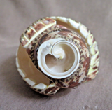 Native Zuni Amazing Snail Shell Eagle Fetish by Bryson Bobelu  - C4495