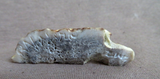 Native Zuni Antler Mini Stalking Cheetah Fetish Carving by Ruben Najera C4508