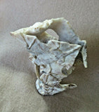 Native Zuni X Large Antler 6 Bats in Flight Fetish carving by Lewis Malie  C1208