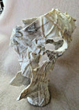 Native Zuni X Large Antler 6 Bats in Flight Fetish carving by Lewis Malie  C1208