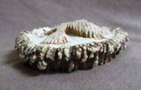 Native Zuni Antler Eagle in Flight Fetish by Lewis Malie  - C2903