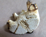 Native Zuni Antler Huggie Bear Fetish Carving by Ruben Najera C4364