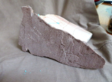 Zuni Huge Buffalo w heartline on Arrowhead Base Fetish by Kevin Quam C4309