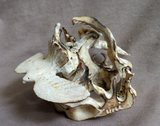 Native Zuni Large Antler Eagle Duo Fetish Carving by Ruben Najera C4507