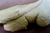 Native Zuni Large Yellow Serpentine  Bearded Lizard Fetish C1358