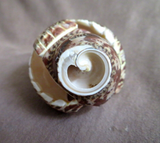Native Zuni Amazing Snail Shell Eagle Fetish by Bryson Bobelu  - C4495