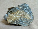 Native Zuni  Jasper Beaver on dam Fetish Carving by Scott Garnaat C3753