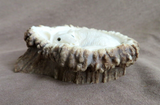 Native Zuni Large Antler Resting Deer Fetish Carving by Elton Kaamasee C4575